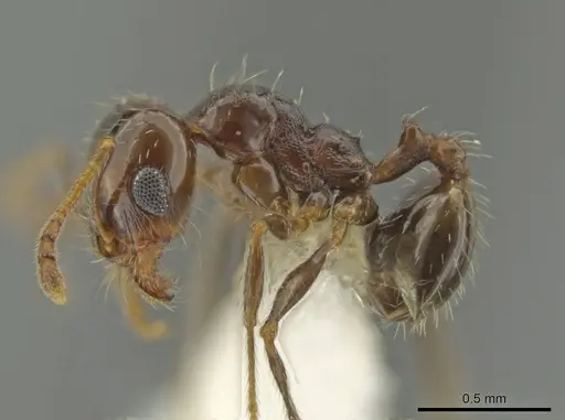 Pheidole xerophila specimen CASENT0636803 image casent0636803_3
