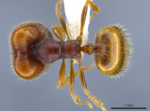 Pheidole xerophila specimen CASENT0637418 image casent0637418_1