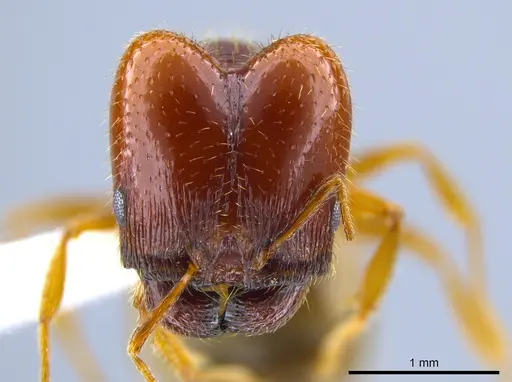 Pheidole xerophila specimen CASENT0637418 image casent0637418_2