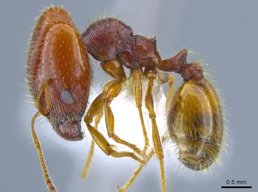 Pheidole xerophila specimen CASENT0637418 image casent0637418_3