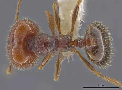Pheidole xerophila specimen JTLC000007762 image jtlc000007762_1