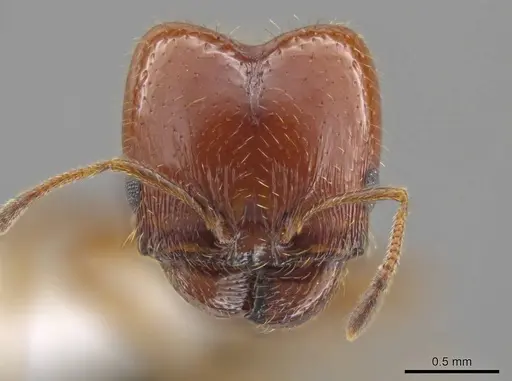Pheidole xerophila specimen JTLC000007762 image jtlc000007762_2