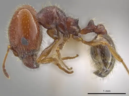 Pheidole xerophila specimen JTLC000007762 image jtlc000007762_3