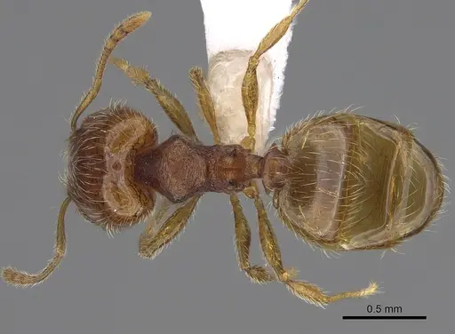 Pheidole xiloa specimen CASENT0619377 image casent0619377_1