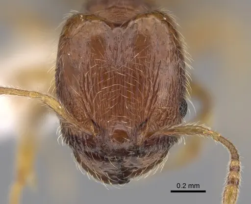 Pheidole xiloa specimen CASENT0619377 image casent0619377_2