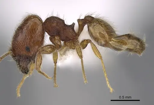 Pheidole xiloa specimen CASENT0619377 image casent0619377_3