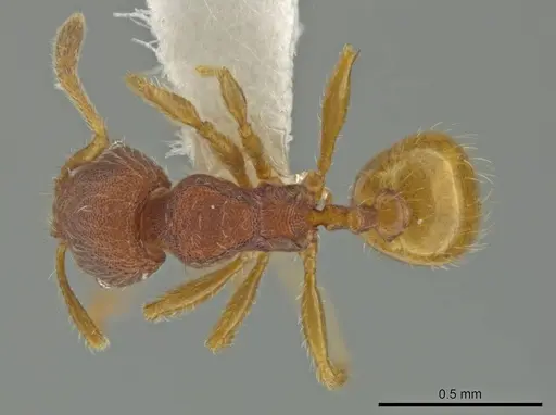 Pheidole xiloa specimen CASENT0619379 image casent0619379_1