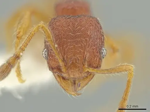 Pheidole xiloa specimen CASENT0619379 image casent0619379_2