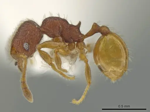 Pheidole xiloa specimen CASENT0619379 image casent0619379_3