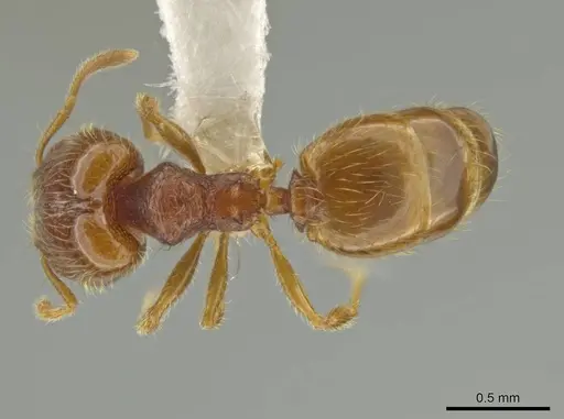 Pheidole xiloa specimen CASENT0619635 image casent0619635_1