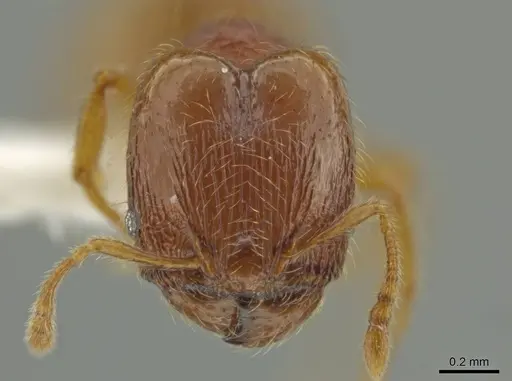 Pheidole xiloa specimen CASENT0619635 image casent0619635_2