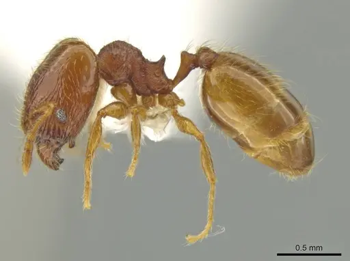 Pheidole xiloa specimen CASENT0619635 image casent0619635_3