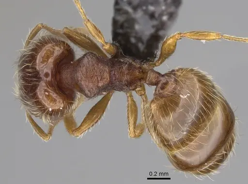 Pheidole xiloa specimen CASENT0635849 image casent0635849_1