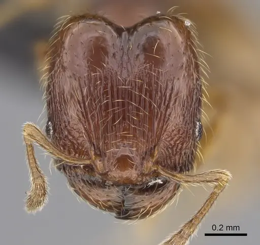 Pheidole xiloa specimen CASENT0635849 image casent0635849_2