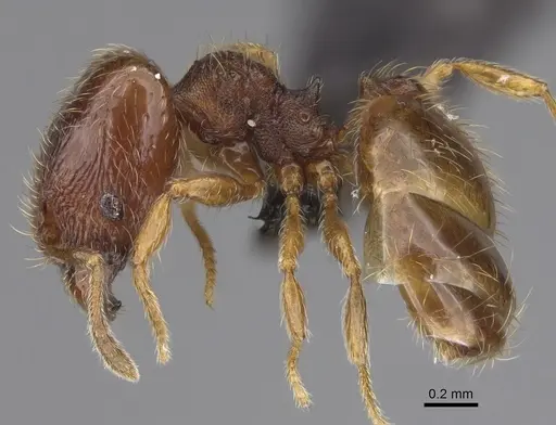 Pheidole xiloa specimen CASENT0635849 image casent0635849_3