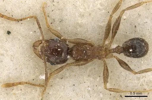 Pheidole xocensis specimen CASENT0901292 image casent0901292_1
