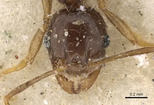 Pheidole xocensis specimen CASENT0901292 image casent0901292_2