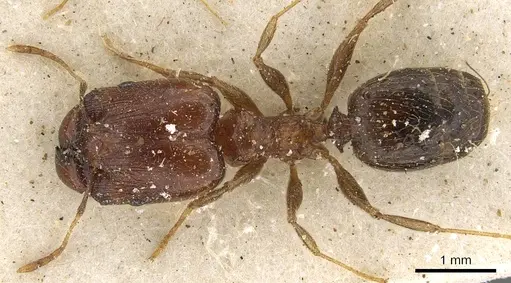 Pheidole xocensis specimen CASENT0901293 image casent0901293_1