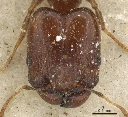 Pheidole xocensis specimen CASENT0901293 image casent0901293_2