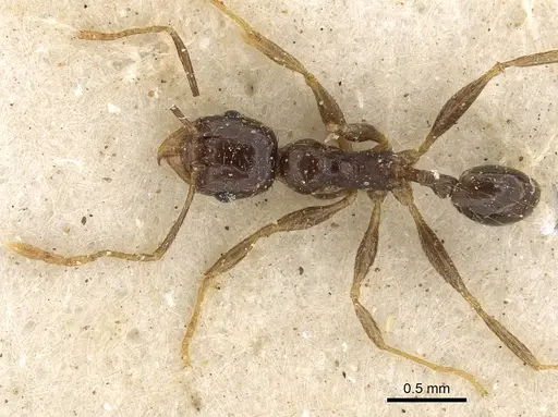 Pheidole xocensis specimen CASENT0901294 image casent0901294_1