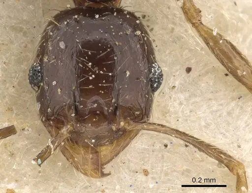 Pheidole xocensis specimen CASENT0901294 image casent0901294_2