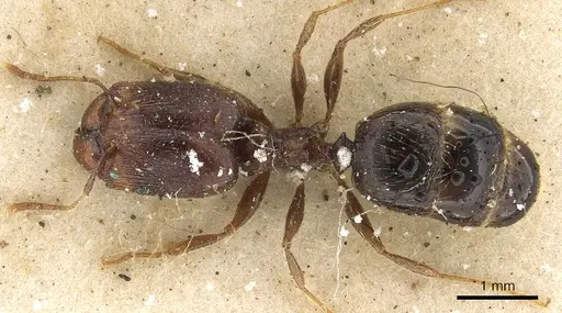 Pheidole xocensis specimen CASENT0901295 image casent0901295_1