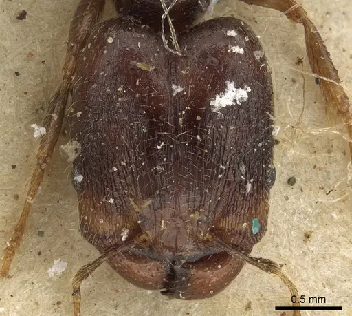 Pheidole xocensis specimen CASENT0901295 image casent0901295_2