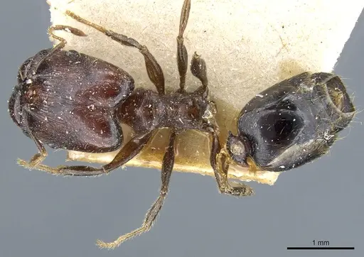 Pheidole xocensis specimen CASENT0904208 image casent0904208_1