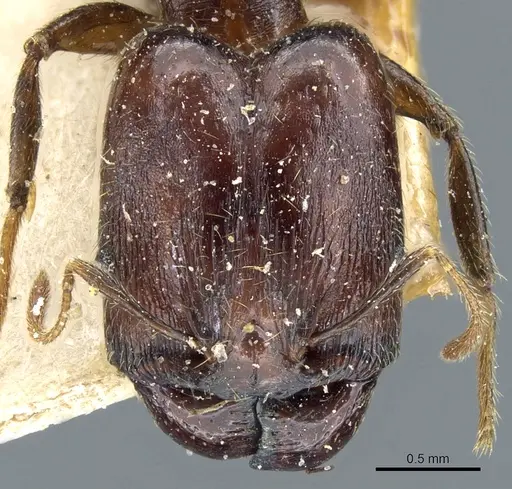 Pheidole xocensis specimen CASENT0904208 image casent0904208_2