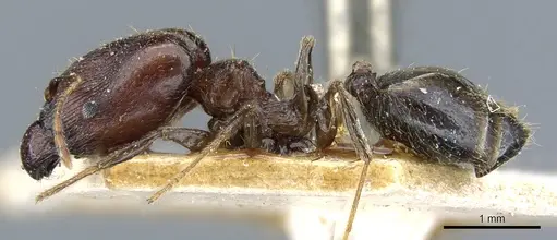 Pheidole xocensis specimen CASENT0904208 image casent0904208_3