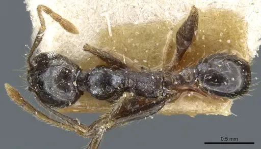 Pheidole xocensis specimen CASENT0904209 image casent0904209_1