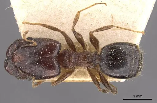 Pheidole xocensis specimen CASENT0907839 image casent0907839_1