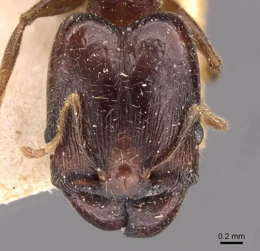 Pheidole xocensis specimen CASENT0907839 image casent0907839_2