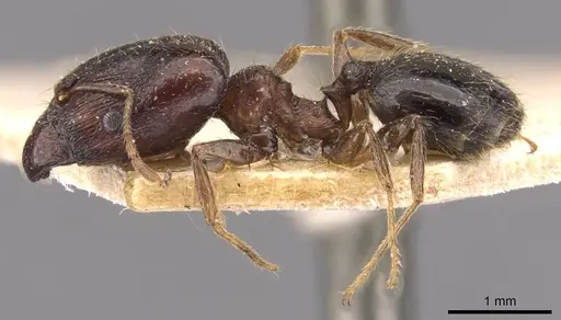 Pheidole xocensis specimen CASENT0907839 image casent0907839_3