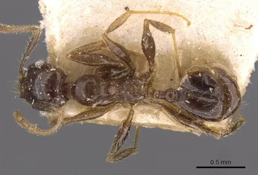 Pheidole xocensis specimen CASENT0907840 image casent0907840_1