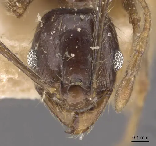 Pheidole xocensis specimen CASENT0907840 image casent0907840_2