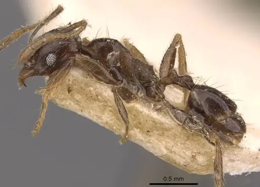Pheidole xocensis specimen CASENT0907840 image casent0907840_3