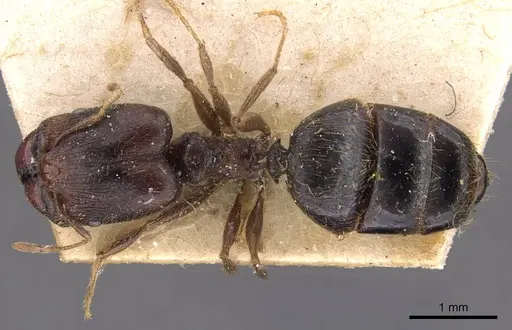Pheidole xocensis specimen CASENT0907841 image casent0907841_1