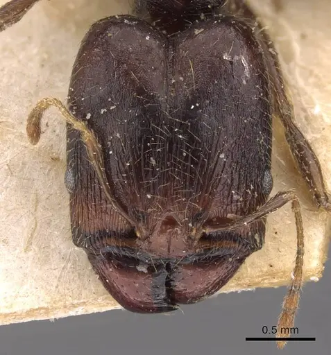 Pheidole xocensis specimen CASENT0907841 image casent0907841_2
