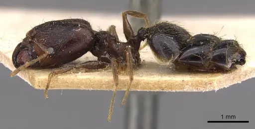 Pheidole xocensis specimen CASENT0907841 image casent0907841_3