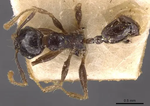Pheidole xocensis specimen CASENT0907842 image casent0907842_1