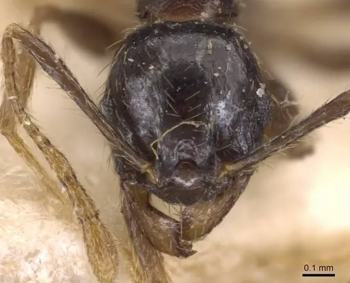 Pheidole xocensis specimen CASENT0907842 image casent0907842_2