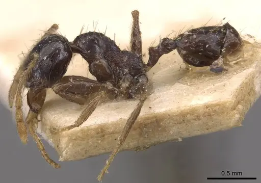 Pheidole xocensis specimen CASENT0907842 image casent0907842_3