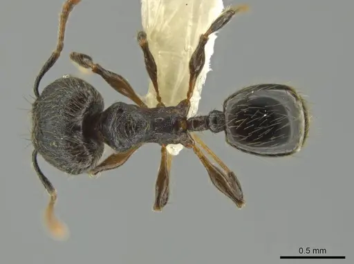 Pheidole xyston specimen CASENT0640897 image casent0640897_1