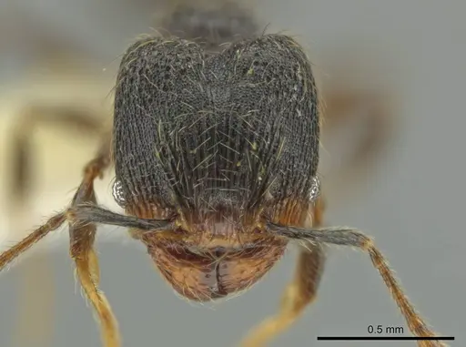 Pheidole xyston specimen CASENT0640897 image casent0640897_2