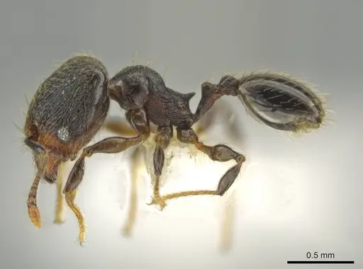 Pheidole xyston specimen CASENT0640897 image casent0640897_3