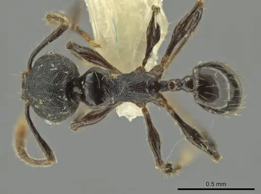 Pheidole xyston specimen CASENT0640900 image casent0640900_1