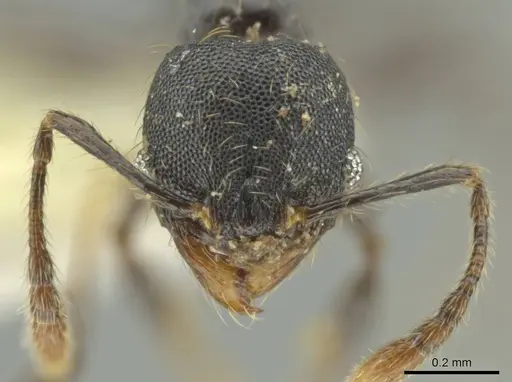 Pheidole xyston specimen CASENT0640900 image casent0640900_2