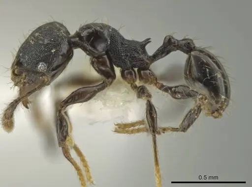 Pheidole xyston specimen CASENT0640900 image casent0640900_3