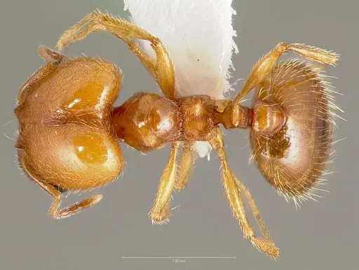 Pheidole yaqui specimen CASENT0005775 image casent0005775_1